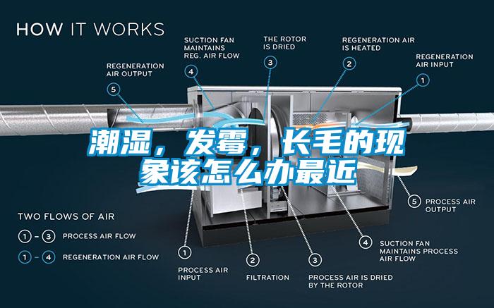 潮湿，发霉，长毛的现象该怎么办最近