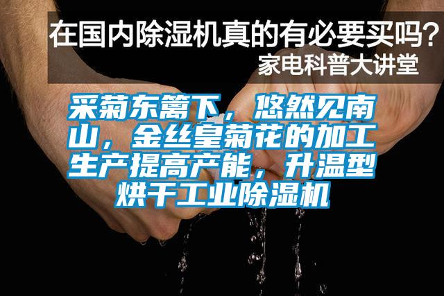 采菊东篱下，悠然见南山，金丝皇菊花的加工生产提高产能，升温型烘干工业91香蕉视频官网机